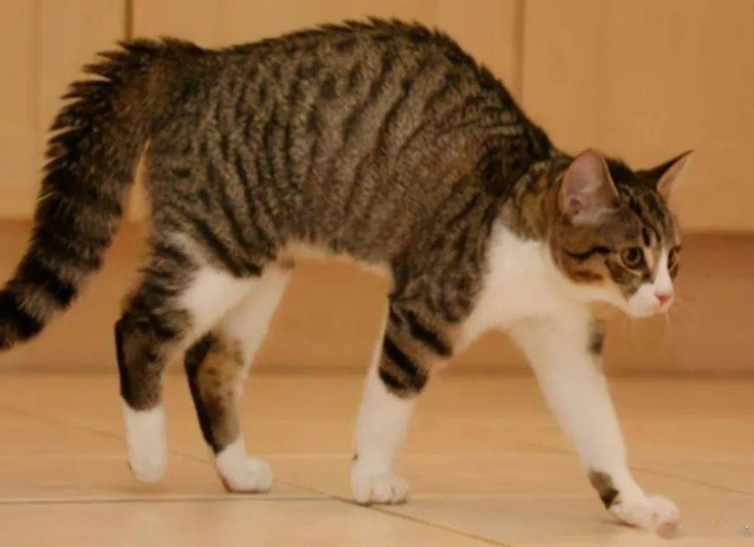 小猫弓起身子斜跳着跑 小猫弓起身子斜跳着跑