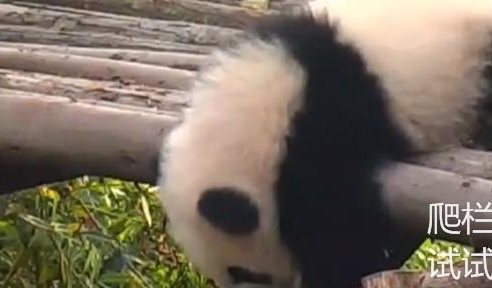 短腿的哀伤谁能懂?熊猫宝宝急的向奶爸求救,奶爸却笑翻了天 短腿的哀伤谁能懂?熊猫宝宝急的向奶爸求救,奶爸却笑翻了天