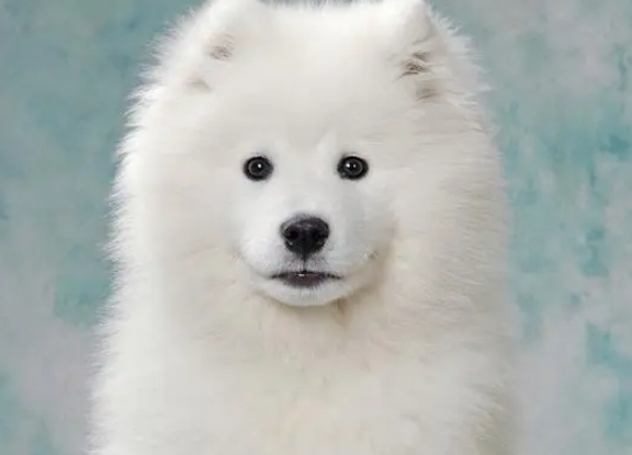 大型萨摩耶犬图片 大型萨摩耶犬图片
