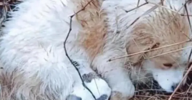 流浪田园犬在雨中,被冻得直发抖也不远离去,只为保护怀中孩子 流浪田园犬在雨中,被冻得直发抖也不远离去,只为保护怀中孩子