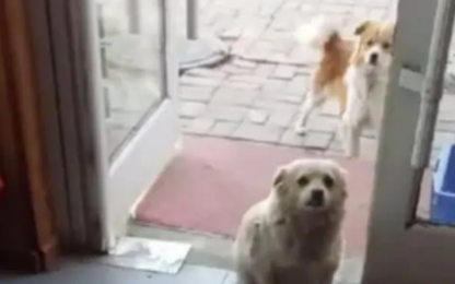 流浪犬被冻得不行，来到餐馆门前求收留，懂事模样让人心疼