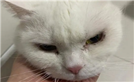 小猫有眼屎是什么情况