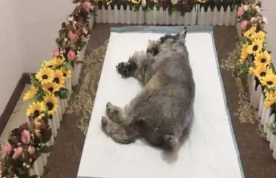 你需要知道的关于宠物殡葬的七件事 你需要知道的关于宠物殡葬的七件事