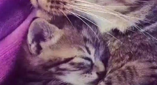 出来混是要还的,猫主子散步捡到小奶猫,网友:年轻欠的风流债啊 出来混是要还的,猫主子散步捡到小奶猫,网友:年轻欠的风流债啊