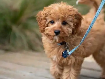 贵宾犬怎么训练站着走路?掌握好这几个要点 贵宾犬怎么训练站着走路?掌握好这几个要点