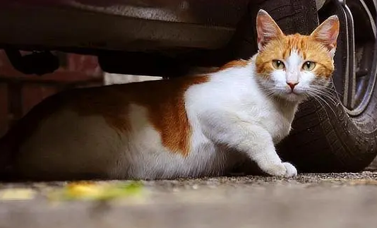 有什么办法可以驱赶野猫 有什么办法可以驱赶野猫