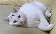 养了一年的猫放到野外会怎样