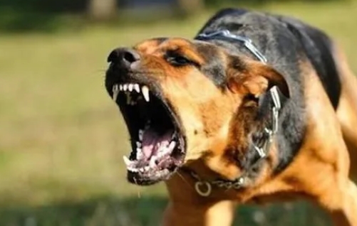 怎么判断狗狗是否携带狂犬病毒 怎么判断狗狗是否携带狂犬病毒