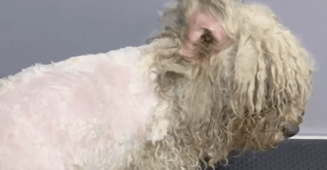 流浪狗掉进冰冷河里大声惨叫,女生及时赶到捞上来,瞬间安静下来 流浪狗掉进冰冷河里大声惨叫,女生及时赶到捞上来,瞬间安静下来