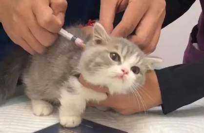 小猫什么时候打疫苗 小猫什么时候打疫苗