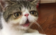 小猫有时候张嘴却不出声