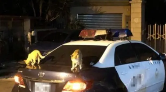 猫咪们霸占警车,警察叔叔笑翻:这么可爱我们怎么执行公务呀 猫咪们霸占警车,警察叔叔笑翻:这么可爱我们怎么执行公务呀