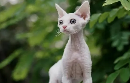 德文卷毛猫适合新手养吗