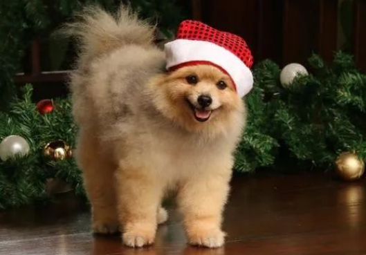 博美犬的魅力与挑战：优缺点全面解析