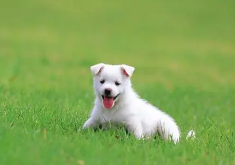 小狗的特点是什么 小狗的特点是什么