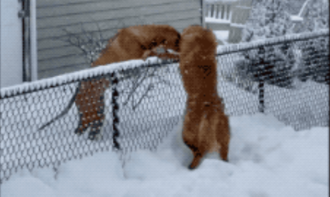 狗狗为见好友，克服自己对下雪的恐惧，毅然冲进雪中与朋友团聚