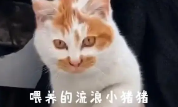 懂事流浪猫每次喂它时,都会让好心人先吃,懂事模样让人心疼 懂事流浪猫每次喂它时,都会让好心人先吃,懂事模样让人心疼