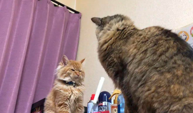 橘猫被家里大猫一顿胖揍，主人在旁加油助威还用手机拍下了全过程
