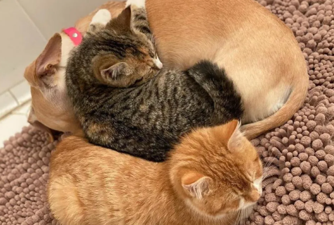 两只流浪猫被救助后被交给汪星人照顾,这狗妈妈抱着它俩就不撒手 两只流浪猫被救助后被交给汪星人照顾,这狗妈妈抱着它俩就不撒手