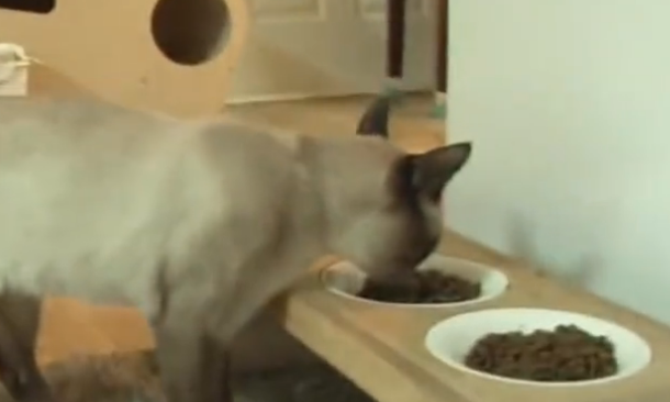 小猫每天上门来蹭饭，还以为是流浪猫