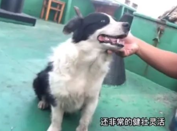 戒色博主晒18岁边牧，说它长寿是没见过母狗！网友破防：难怪我能活到20岁...