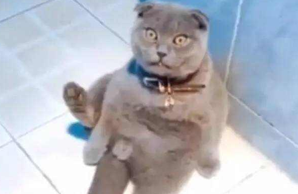 猫咪惨遭绝育,拨弄下面一下发现没JJ了,看着主人的表情亮了 猫咪惨遭绝育,拨弄下面一下发现没JJ了,看着主人的表情亮了