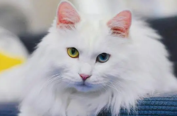 清远猫狮非遗文化由来