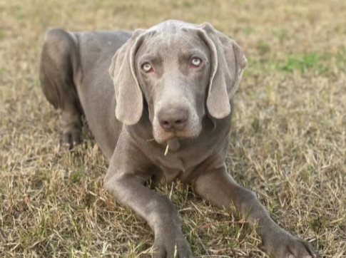 威玛猎犬：为什么它是最高贵优雅的多才多艺运动犬之一？