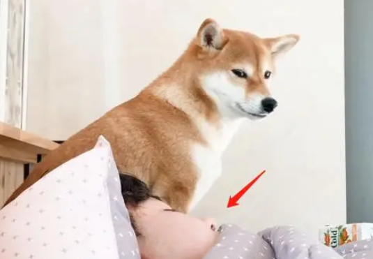 女主让柴犬叫男友起床，结果却笑翻了，这是要等到什么时候