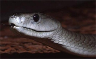 蛇獴为什么免疫蛇毒