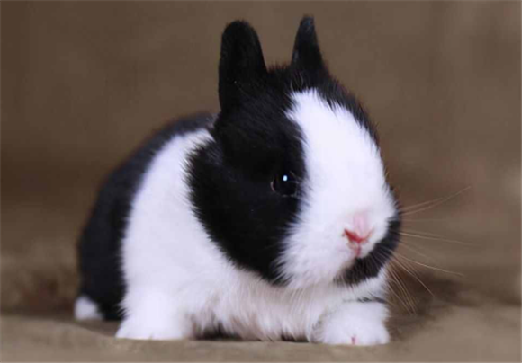 宠物兔的种类 宠物兔的种类