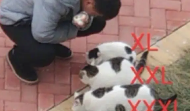吃百家饭长大的流浪猫,身形不仅不瘦弱,反而比橘猫还壮 吃百家饭长大的流浪猫,身形不仅不瘦弱,反而比橘猫还壮