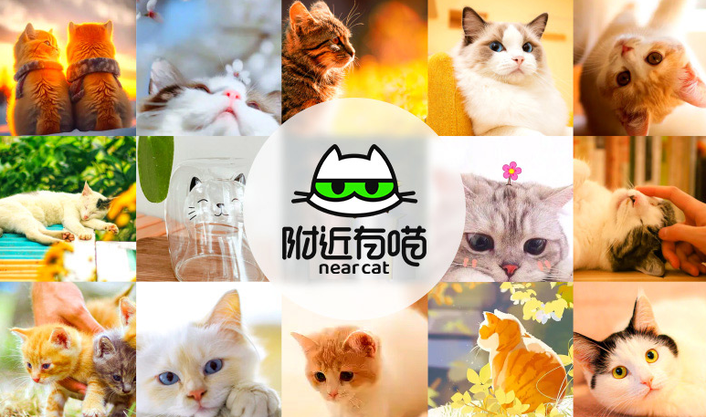 寻它科技怎么领养