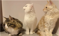 养三只猫有什么迷信
