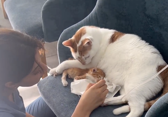 宠物医院救下一只垂死的流浪猫,竟成了喵护士,爱真的会传播! 宠物医院救下一只垂死的流浪猫,竟成了喵护士,爱真的会传播!