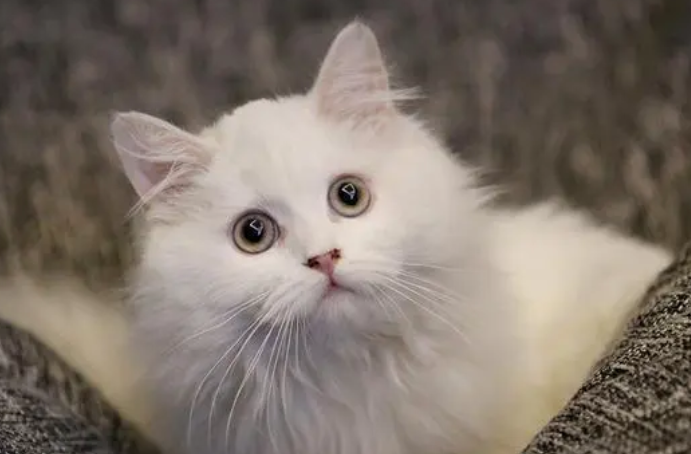 意研究表明宠物猫会模仿:主人贪吃猫也会变胖 意研究表明宠物猫会模仿:主人贪吃猫也会变胖