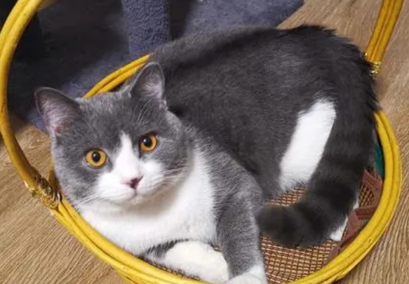 小猫长多大算成年 小猫长多大算成年