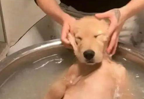 是什么让一个女子如此疯狂?竟将猫活活摔死? 是什么让一个女子如此疯狂?竟将猫活活摔死?