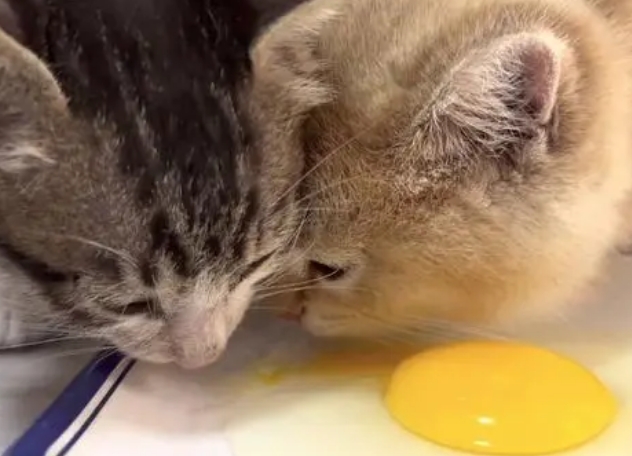 小猫可以吃鸡蛋吗