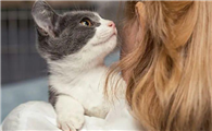 小猫为啥爱往头发里钻