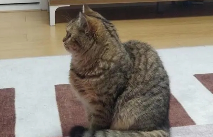 小猫驼背怎么矫正