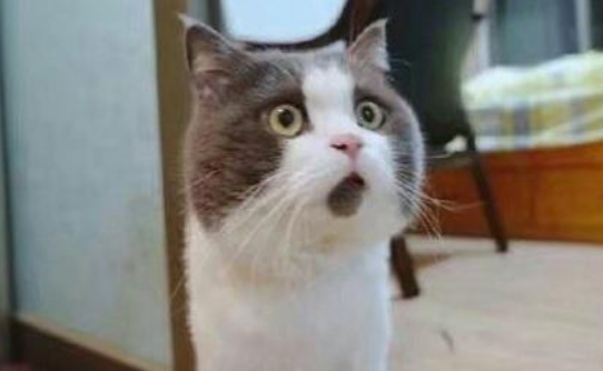 用鞭炮炸死猫