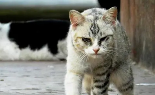 寒冬里宠物猫“离家出走”，冬天是流浪猫们最难熬的季节