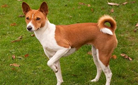 巴仙吉犬怎么选?五个步骤帮你选巴仙吉犬