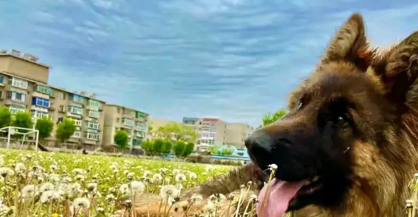 准警犬考编失败，原因竟然是毛长萌人、头大被卡、开小差爱吃瓜