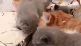 小猫咪和别的猫其乐融融,把亲妈晾在一边,猫妈:一群小白眼狼 小猫咪和别的猫其乐融融,把亲妈晾在一边,猫妈:一群小白眼狼