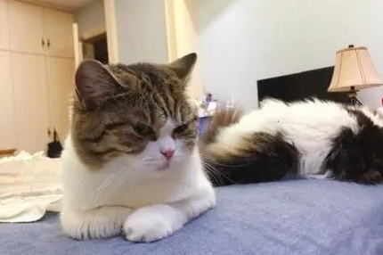 养猫怎么去除家里的味道 养猫怎么去除家里的味道