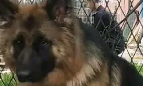 准警犬考编失败，原因竟然是毛长萌人、头大被卡、开小差爱吃瓜