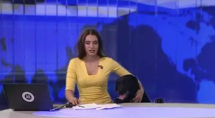 狗狗抢新闻主持人饭碗,闯进直播间端坐,美女主持人蒙圈 狗狗抢新闻主持人饭碗,闯进直播间端坐,美女主持人蒙圈