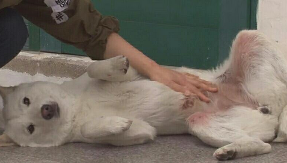 狗狗总咬自己大腿 女主人掰开其大腿后 伤痕累累令人心疼 狗狗总咬自己大腿 女主人掰开其大腿后 伤痕累累令人心疼